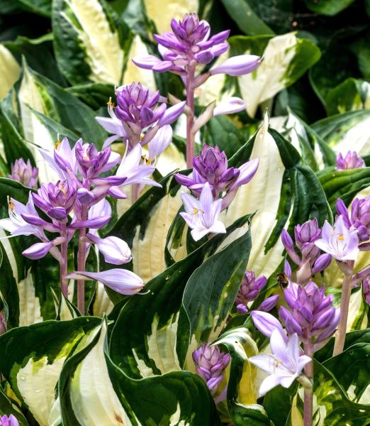 Hosta 'Fire and Ice'